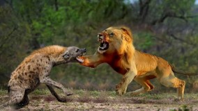 باورنکردنی ترین شیرها در مقابل نبردها و حملات کفتار