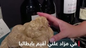 قیمت باور نکردنی یک قارچ ؛ ۱۱۸ هزار دلار !