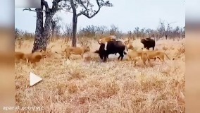 کمک گاو میش‌ ها برای نجات همنوع خود