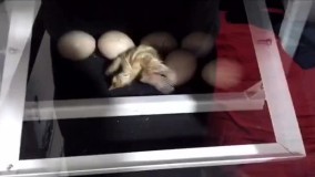 انواع فیلم جوجه کشی در طیور ماشین ابزار