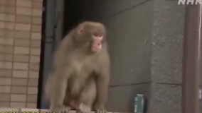 میمون ها دردسر جدید اهالی شهر توکیو