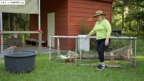 آموزش پرورش مرغ محلی-پکیج آموزش مرغداری-زمان مناسب برای بردن جوجه به قفس