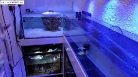 آموزش ساخت آکواریوم پلنت حرفه ای-راه اندازی آکواریوم پلنت-اتاق نگهداری مرجان