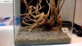 آموزش ساخت آکواریوم گیاهی-آموزش آکواریوم گیاهی ساده-ساخت آکواریوم-خزه کاری