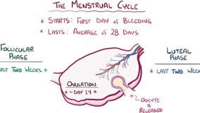 زناشویی -  مسائل زناشویی - آناتومی و فیزولوژی دستگاه تولید مثل زن