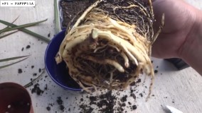 پرورش گل و گیاه آپارتمانی - اموزش تکثیر گل های اپارتمانی