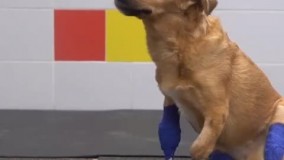 سگ روسی با پنجه‌ های مصنوعی راه رفتن می‌آموزد