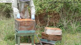 پرورش زنبور عسل  - آموزش رایگان زنبورداری -  برپایی کلونی سلول ساز