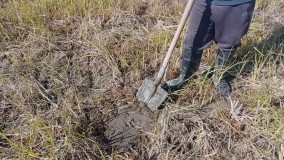 طریقه نمونه برداری خاک | خوشه طلا