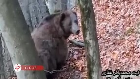 احوالپرسی جالب فعال محیط زیست با خرس قهوه‌ای