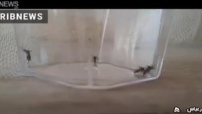 پشه «آئدس» ناقل این سه بیماری مهلک است