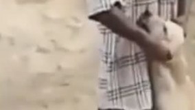 دفاع گاو از سگ در برابر حیوان آزاری !