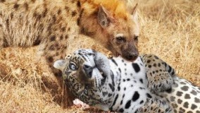 حمله مرگبار کفتار به پلنگ _ کلیپ حملات حیوانات وحشی