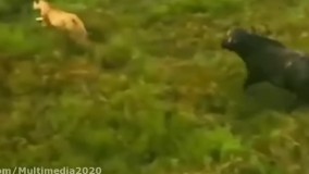 حمله کردن بوفالو ها به شیر ها _ حیوانات حیات وحش 2021