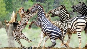 حملات حیوانات وحشی : حمله گورخر ها به یوزپلنگ