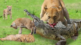 حملات حیوانات وحشی : نبرد شیر با تمساح