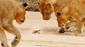 حیوانات حیات وحش : وفتی خرچنگ غرور شیرها را می گیرد !