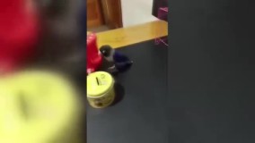 پول پس‌انداز کردن یک طوطی حسابگر!