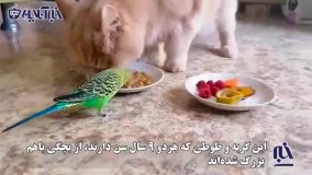 غذا خوردن عاشقانه یک گربه و طوطی از یک بشقاب