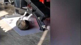 حرکات ورزشی یک گربه در باشگاه بدن‌سازی