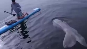 کنجکاوی حیرت انگیز ماهی غول پیکر برابر انسان