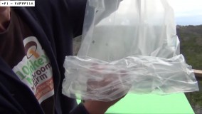 قارچ دکمه ای