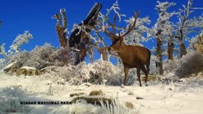 تصاویری دیدنی از مرال‌ها در برف و سرمای مازندران
