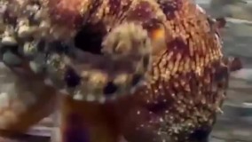 تصاویر جالب از نحوه راه رفتن یک هشت پا