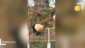 تلاش خرس پاندا برای فرار از باغ وحش