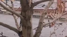 بارش اولین برف پاییزی در تهران و کرج ۱