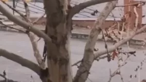بارش اولین برف پاییزی در تهران و کرج ۱