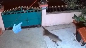 حمله مرگبار پلنگ به یک سگ و شکار او در حیاط خانه