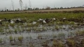 رهاسازی اردک در زمین کشاورزی