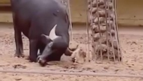 ویدیویی شوک آور از عاقل ترین گاو دنیا