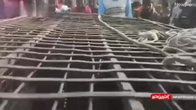 میمون‌ های قاتل دستگیر شدند !