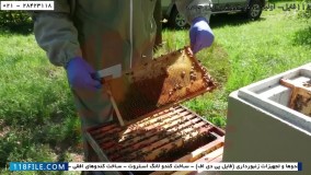 پرورش ملکه بخش