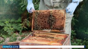 آپدیت ویروس مزمن فلج زنبور