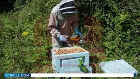 استفاده از تله ی گرده