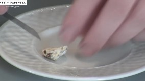 آموزش رایگان پرورش قارچ