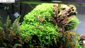 آکواریوم پلنت گیاهی