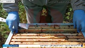 قسمت علامتگذاری ملکه