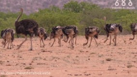 شکار شتر مرغ توسط شیر - وقتی شیرها به شترمرغ حمله می کنند