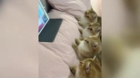 علاقه عجیب 4 بچه گربه به تماشای «تام و جری»