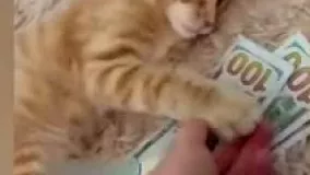 گربه‌ای پول‌ دوست که عاشق دلار است !