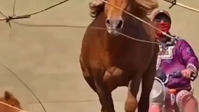 مهارت در کنترل کردن اسب وحشی