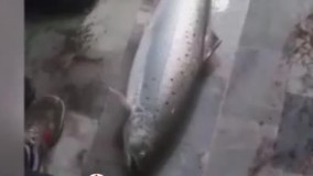 فروش ماهی ۱۱میلیون تومانی در فریدون کنار