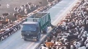 مجتمع گاوداری صنعتی