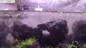 اتاق نگهداری مرجان دریایی