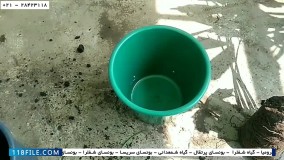 آموزش پرورش گل و گیاه آپارتمانی-کاشت گل و گیاه-نحوه کاشت و آبیاری گیاه پاپیروس