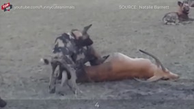 حمله وحشیانه سگ های وحشی به ‌آهو